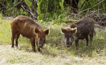 two mature wild pigs