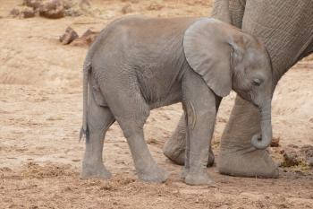 Baby elephant at Addo National Park in South Africa