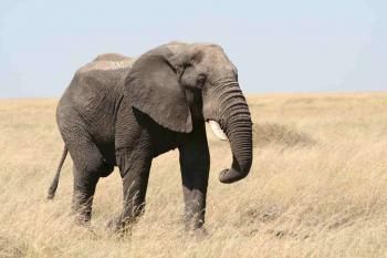 An adult elephant walking through the bush