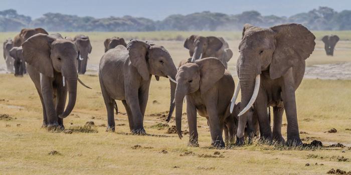 group of elephants of varying ages and sizes