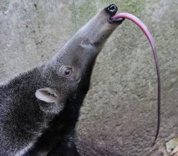 giant anteater tongue