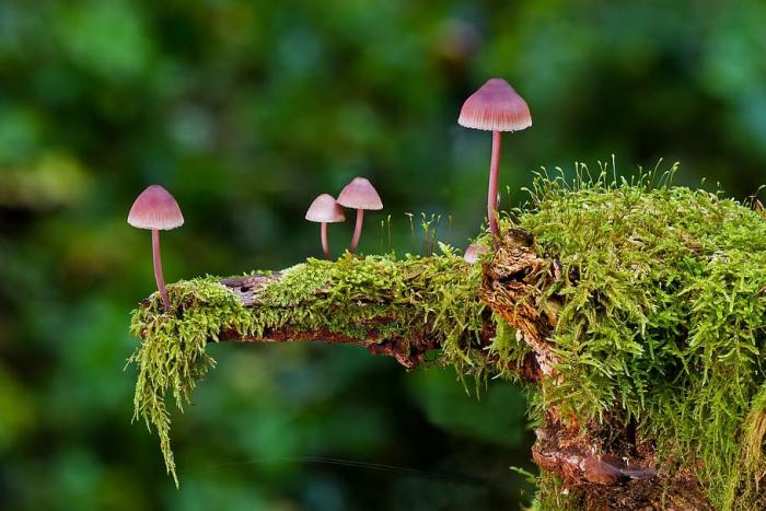 Mushrooms growing on mossy ledge