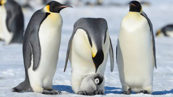 photo of three adults penguins caring for one juvenile penguin
