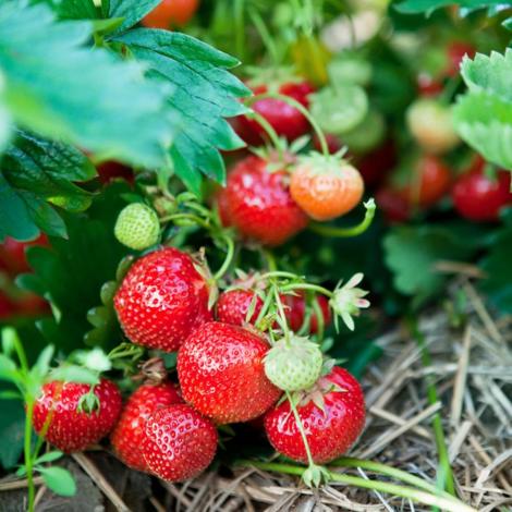 Pic of strawberries on the vine