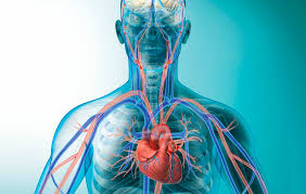 Circulatory System with red and blue veins and a blue background