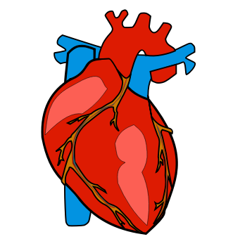 Red and blue drawing of a human heart