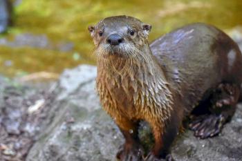 Otters | Euclid Public Library