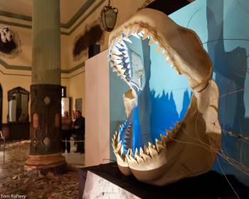 The large jaws of a Megalodon