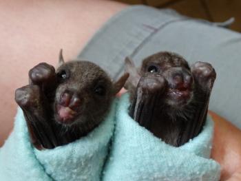 Picture of baby bats rolled in blankets