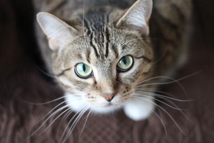 A gray patterned cat looks up at the camera with beautiful green eyes
