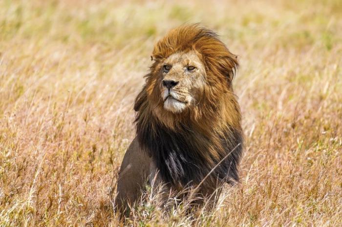 A male lion standing in a field of dry grass.