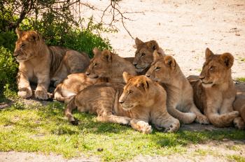 A pride of lions lounging in the shade.