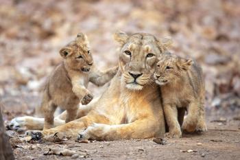 A mother lioness with two lion cubs.