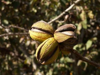 Photo of ripe pecans on a pecan tree