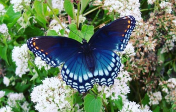 Close up of a dark blue butterfly with gradient and intricate designs