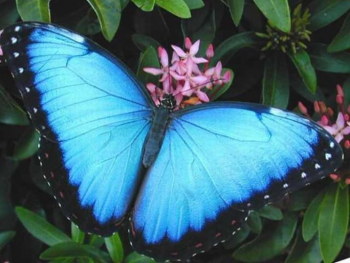 Close up of a bright blue butterfly with solid looking wings