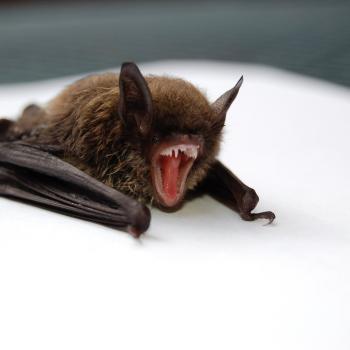 Closeup picture of a vampire bat