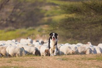 Photo of a black and white dog herding livestock