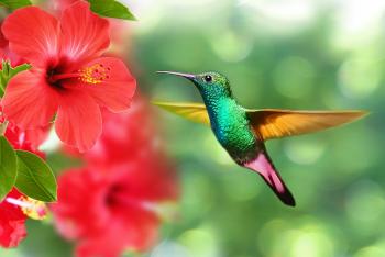 Hummingbird taking nectar from a hibiscus flower