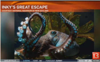 Inky's Great Escape headline chyron over a picture of Inky the octopus who escaped from the New Zealand National Aquarium in 2016