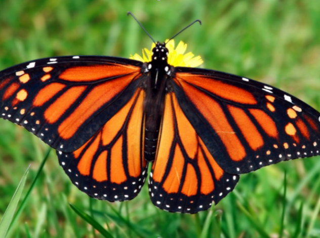 A close-up view of a Monarch butterfly with its wings extended