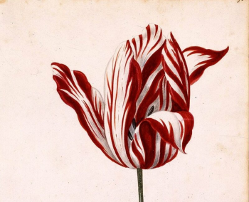 An artistic rendering of a red and white striped tulip. This was the most in-demand flower during Tulip Mania.