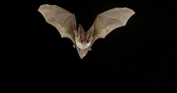 Photo of bat in flight against all black background